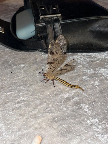 Grand Antlion