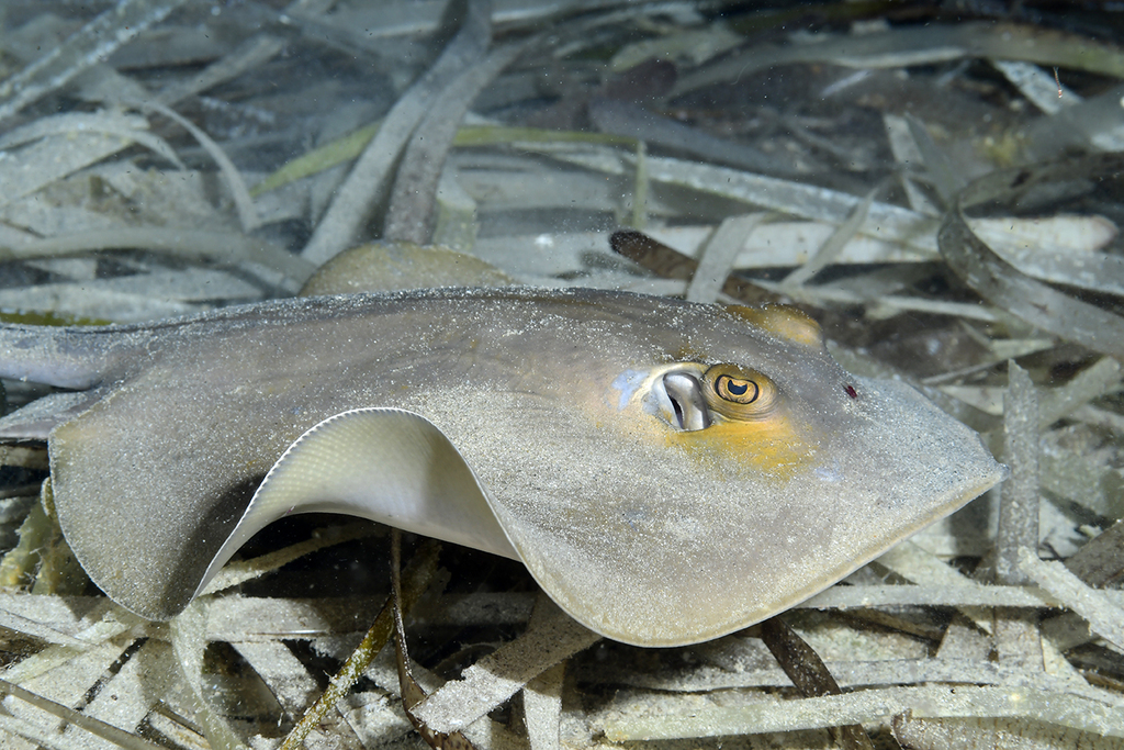 Common stingray resting on a bed of seagrass, with its eye and body edge in view