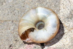 Aegopis italicus