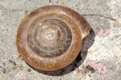 Aegopis italicus