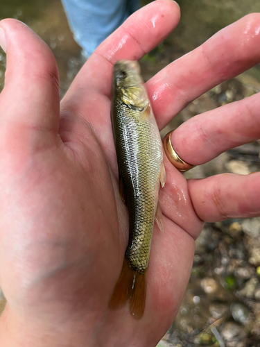 Creek Chub