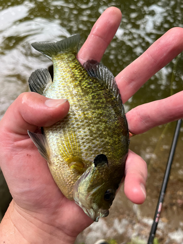 Bluegill