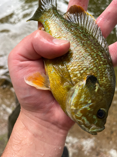 Greengill Sunfish