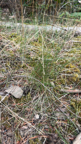 Festuca occidentalis observed 2026-08-15