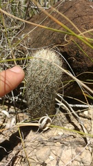 Mammillaria pottsii