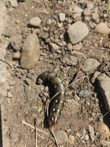Bedstraw Hawkmoth