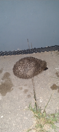 Northern White-breasted Hedgehog