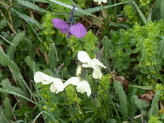 Viola etrusca