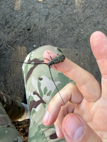 Black Pine Sawyer Beetle