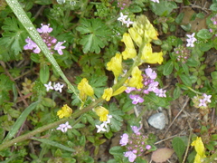 Polygala flavescens