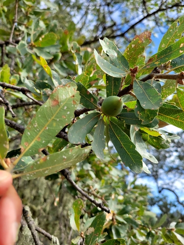 iNaturalist observation photo of Dumosae