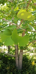 Ginkgo biloba