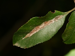 Phyllonorycter leucographella