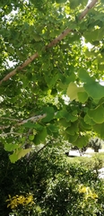 Ginkgo biloba
