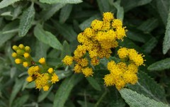 Senecio hypoleucus