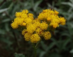 Senecio hypoleucus