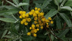 Senecio hypoleucus