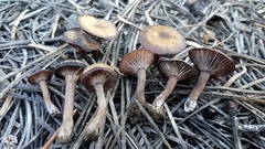 Pseudoomphalina angelesiana