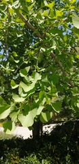 Ginkgo biloba