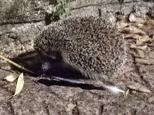 Common Hedgehog