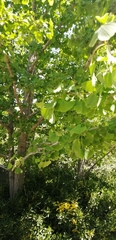 Ginkgo biloba