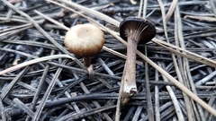 Pseudoomphalina angelesiana
