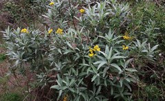 Senecio hypoleucus