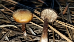 Pseudoomphalina angelesiana