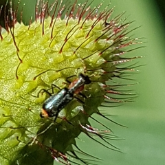 Cyrtosus cyanipennis