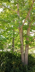 Ginkgo biloba
