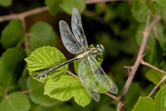 Gomphus schneiderii