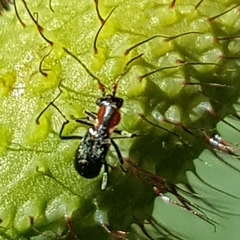 Cyrtosus cyanipennis