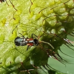 Cyrtosus cyanipennis