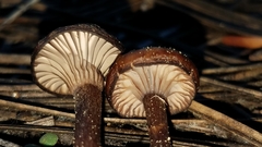 Pseudoomphalina angelesiana