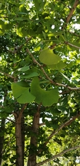 Ginkgo biloba
