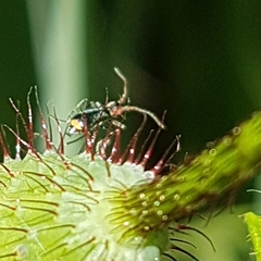 Cyrtosus cyanipennis