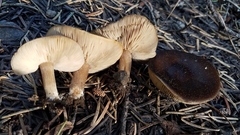 Melanoleuca angelesiana