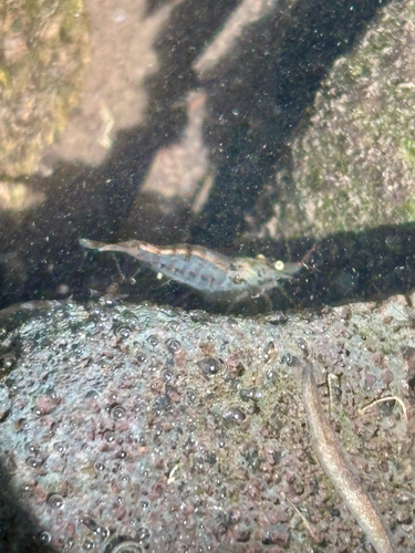 Atyoida bisulcata observed 2026-08-13
