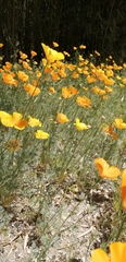 Eschscholzia californica