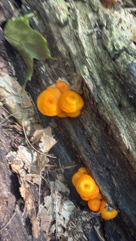 orange mycena · August 2026 · photo: Photo: (c) Jude Kesl, some rights reserved (CC BY) · iNaturalist