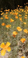 Eschscholzia californica