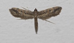 Hydriris chalybitis