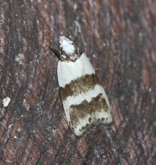 Eulechria triferella