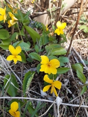 Viola xanthopetala