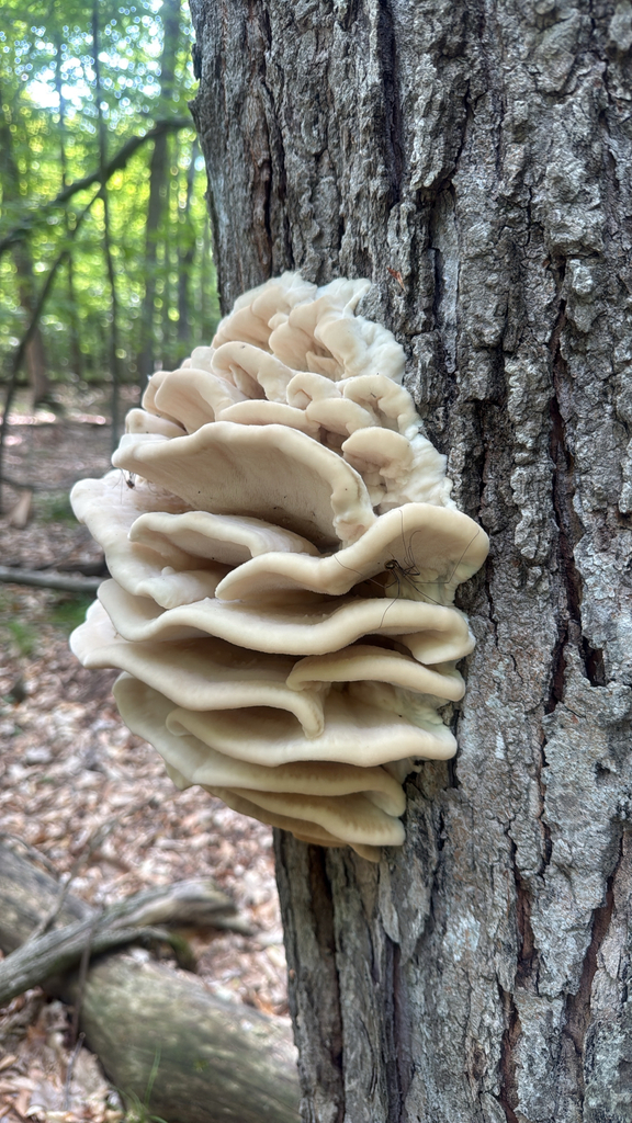 Northern Tooth · August 2026 · photo: Photo: (c) Jude Kesl, some rights reserved (CC BY) · iNaturalist