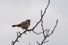 Luscinia svecica svecica