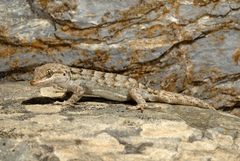 Mediodactylus kotschyi
