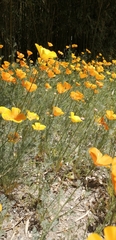 Eschscholzia californica