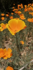 Eschscholzia californica