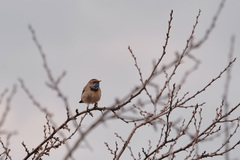 Luscinia svecica svecica